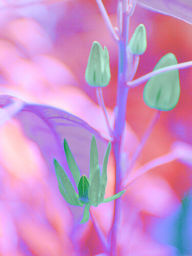 Floral Fausism #02 von August Langhout, Fotografie kaufen auf Singulart