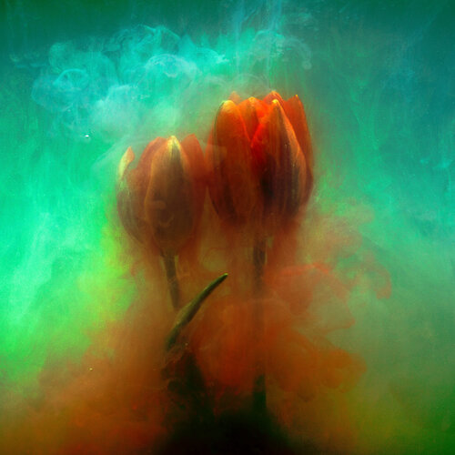 Sunken Beauty #06 von August Langhout, Fotografie kaufen auf Singulart
