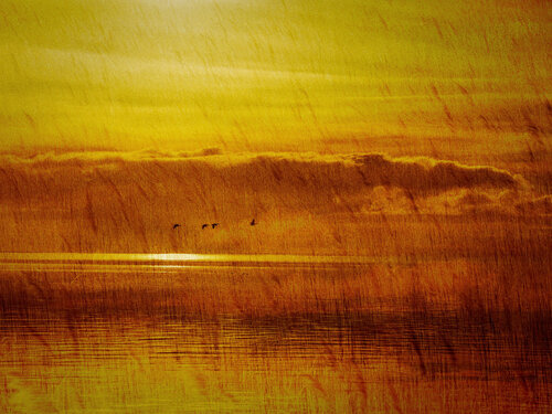 TideLand 11 by August Langhout, Photography for Sale on Singulart