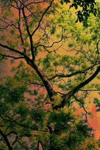 Whispering Forest 04  (Limited Edition of 7) van August Langhout, Fotografie te koop op Singulart