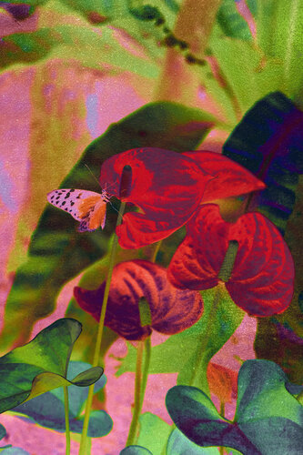 Invisible Gardens - Hyperflora II von August Langhout, Fotografie kaufen auf Singulart