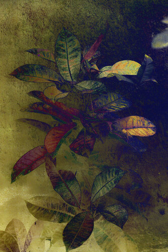 What Grows in Silence (series The Hidden Garden) de August Langhout, Fotografía a la venta en Singulart