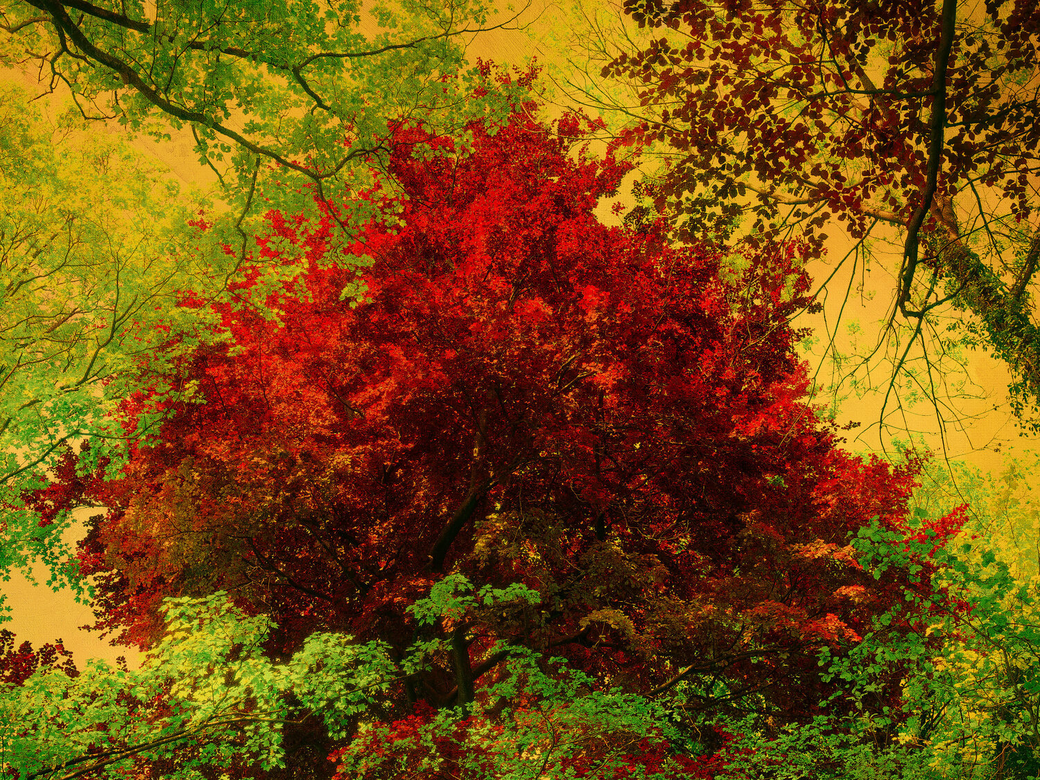 Whispering Forest #06 August Langhout