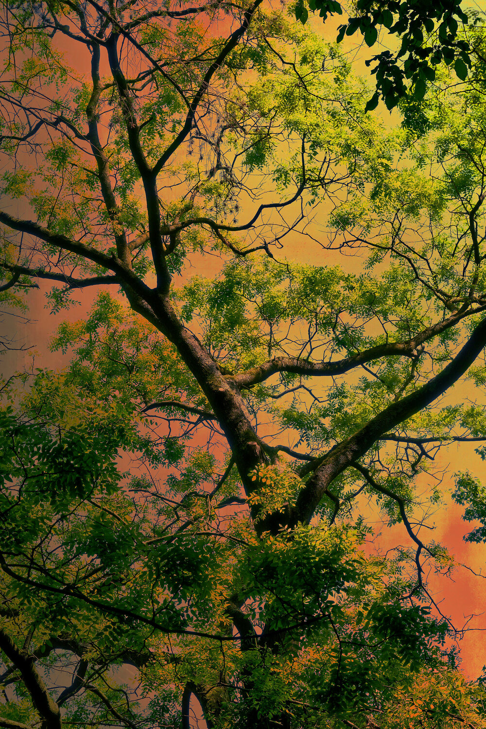 Whispering Forest 04  (Limited Edition of 7) August Langhout Fotografie te koop