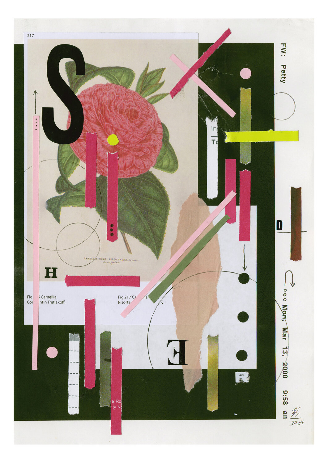 Shredded Camellia Ben Serbutt
