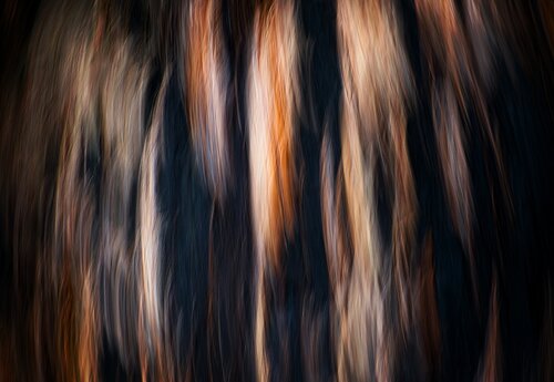 Indian Blanket von Guillem Soul, Fotografie kaufen auf Singulart