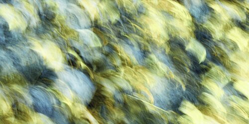 Remember when we were Birds van Guillem Soul, Fotografie te koop op Singulart