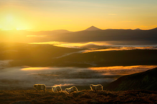 Morning has broken par Michael Schaake, Photographie en vente sur Singulart