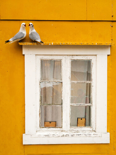 Lofoten Locals de Michael Schaake, Fotografía a la venta en Singulart
