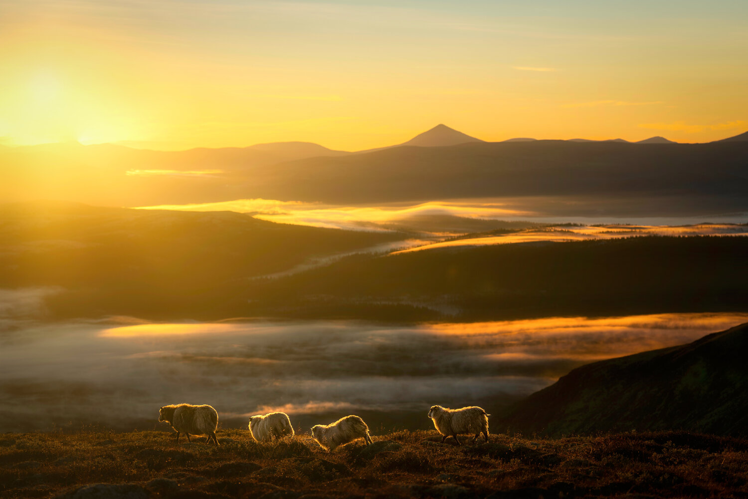 Morning has broken Michael Schaake