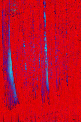 Forêt Rouge by Manorack Phenglamphanh, Photography for Sale on Singulart