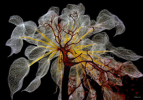 MOON FLOWER by Manorack Phenglamphanh, Digital for Sale on Singulart