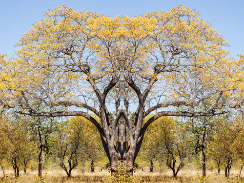 Forms Beneath : Gravelotte, Open (1628) di Ivan Muller, Fotografia in vendita su Singulart