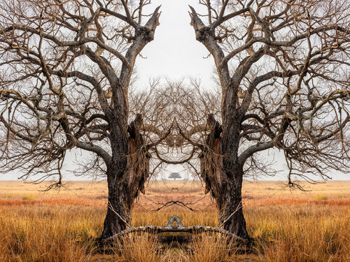 Forms Beneath: Rietvlei, Winter (1809) di Ivan Muller, Fotografia in vendita su Singulart