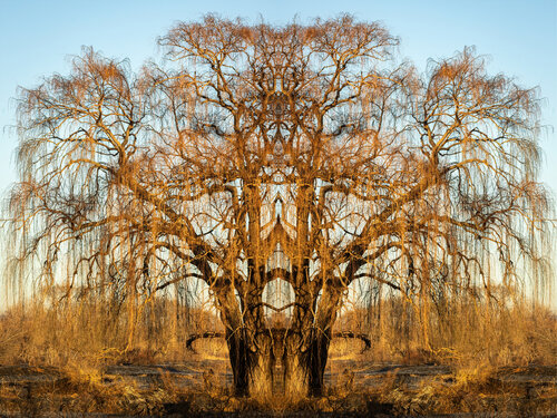 Forms Beneath: Rietvlei, Willow (1106) di Ivan Muller, Fotografia in vendita su Singulart
