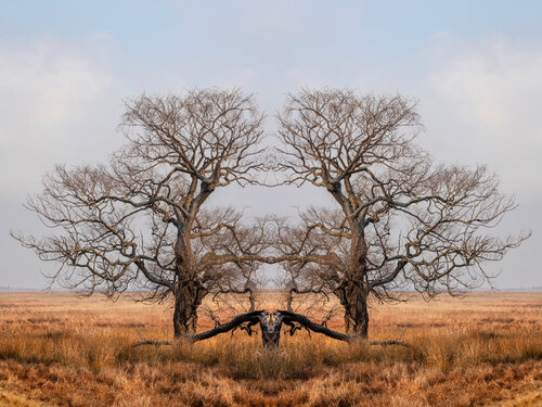 Forms Beneath: Rietvlei, Facing (1781) di Ivan Muller, Fotografia in vendita su Singulart