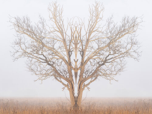 Forms Beneath: Rietvlei, Fog (9179) di Ivan Muller, Fotografia in vendita su Singulart