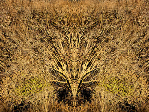Forms Beneath: Rietvlei, Summoning (1273) by Ivan Muller, Photography for Sale on Singulart