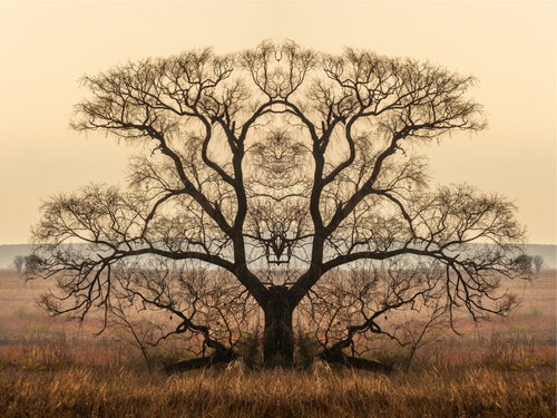 Forms Beneath: Rietvlei, Patriarch (1846) by Ivan Muller, Photography for Sale on Singulart