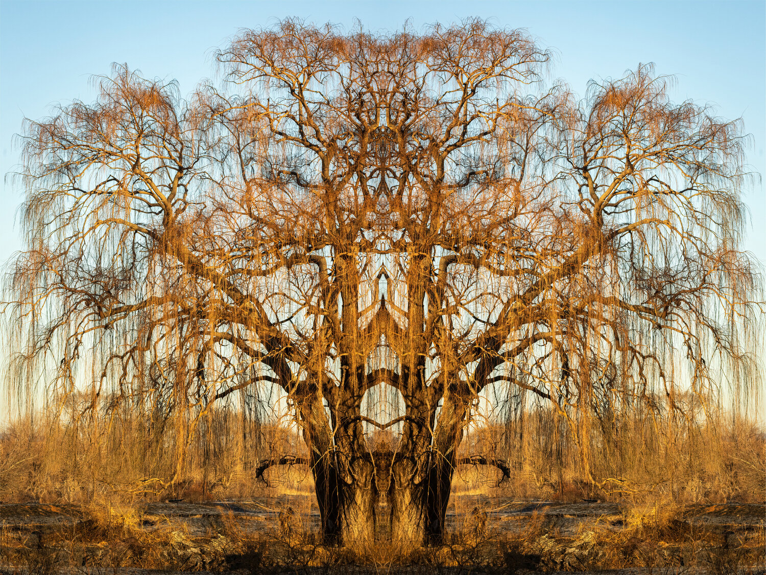 Forms Beneath: Rietvlei, Willow (1106) Ivan Muller Fotografía en venta