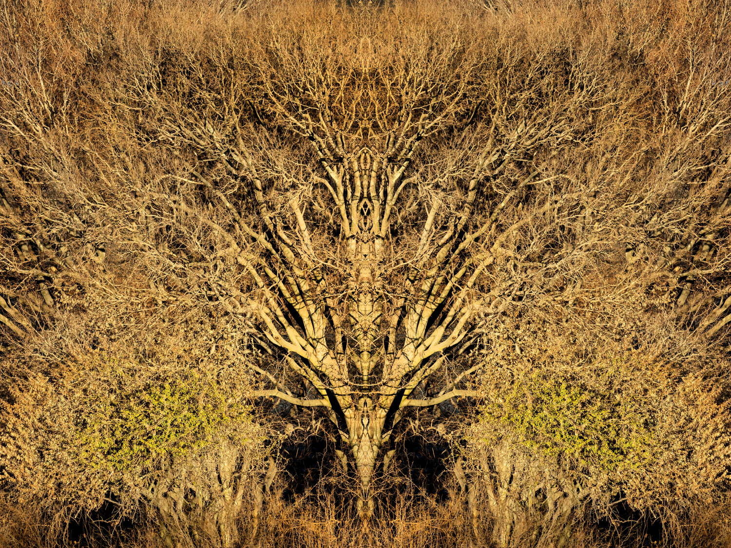 Forms Beneath: Rietvlei, Summoning (1273) Ivan Muller Fotografie te koop