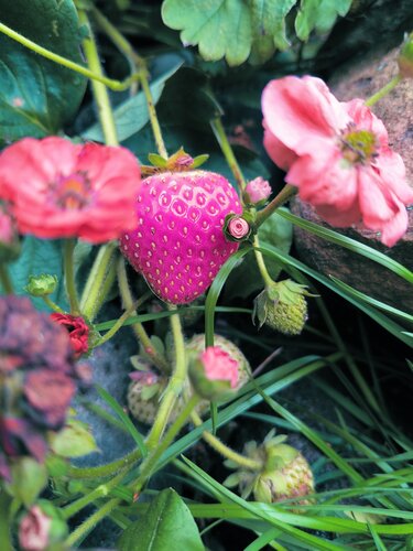 Wild Strawberry by Nadine Senior, 写真 for Sale on Singulart