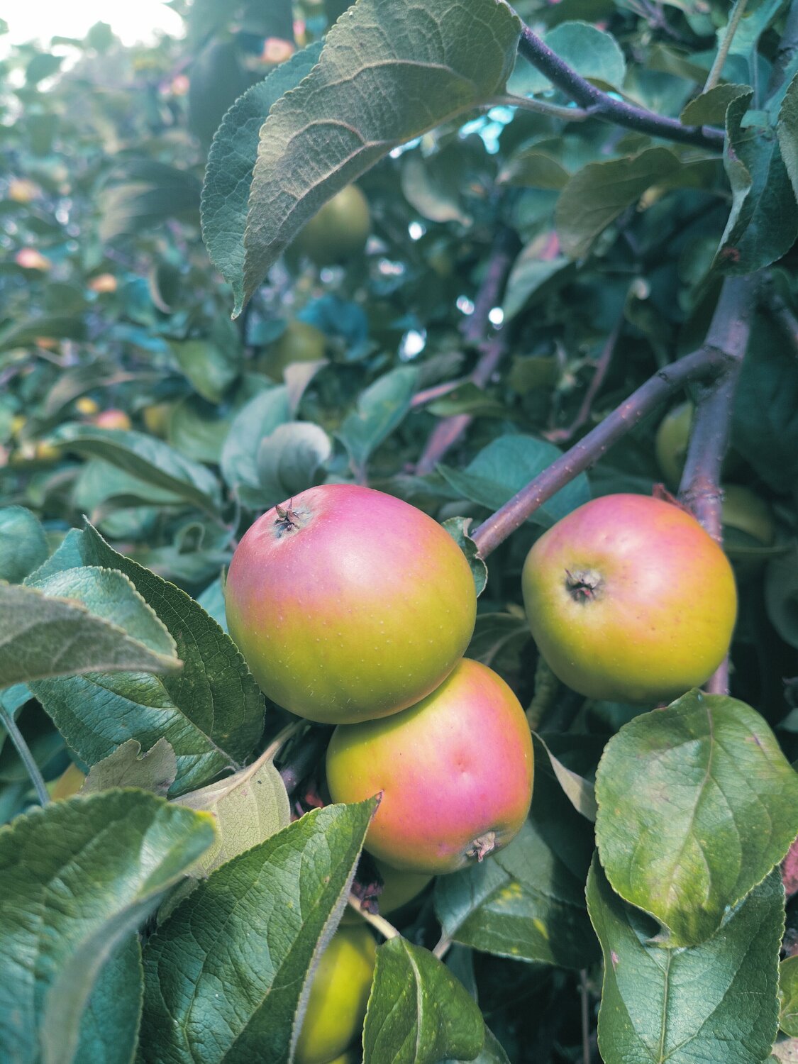 Blushing Fruit Nadine Senior