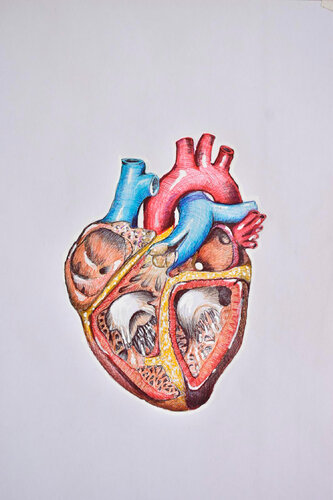 Corazón Anatómico von Roberto Rosario, Zeichnungen kaufen auf Singulart