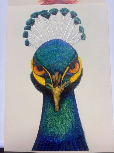 Pavo Real con carácter by Roberto Rosario, 소묘 for Sale on Singulart