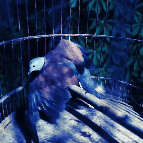 Blue Bird de Phương Nguyễn, Fotografía a la venta en Singulart