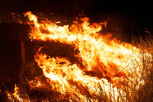 Flame (02) de Phương Nguyễn, Fotografía a la venta en Singulart