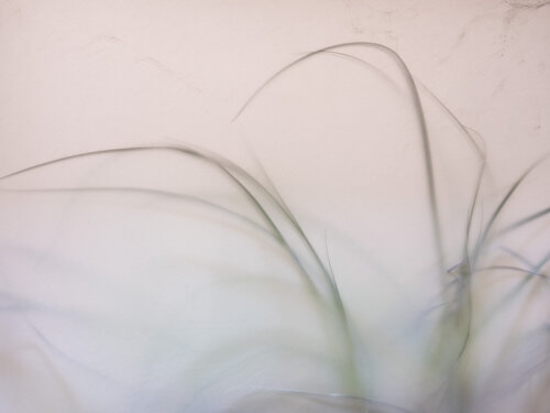 Les herbes folles by Corinne Deniel, 写真 for Sale on Singulart