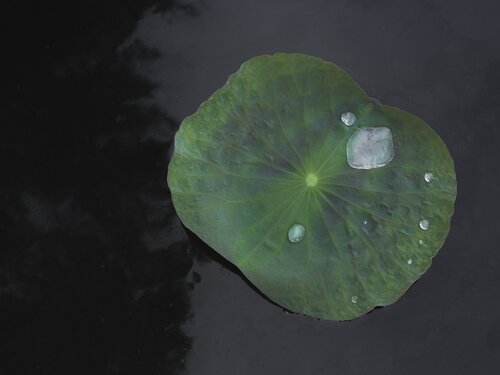 La feuille de lotus by Corinne Deniel, Photography for Sale on Singulart