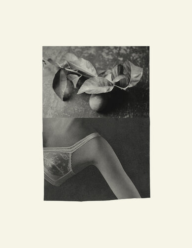 Citrons par Corinne Deniel, Photographie en vente sur Singulart