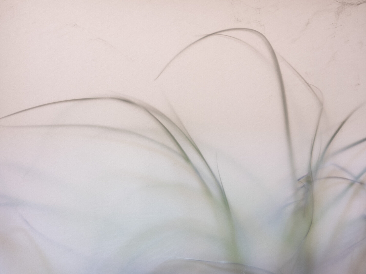 Les herbes folles Corinne Deniel