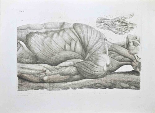 Anatomy - Plate 11 by Paolo Mascagni, 인쇄 for Sale on Singulart