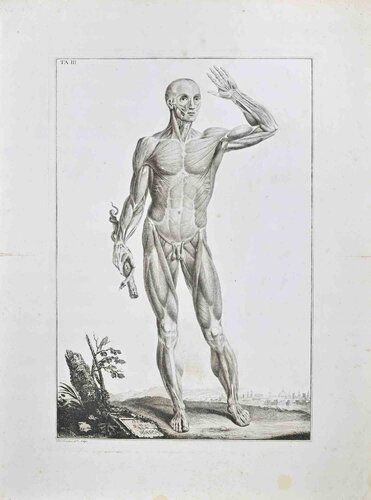 Anatomy - Plate 3 by Paolo Mascagni, 인쇄 for Sale on Singulart