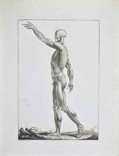 Anatomy - Plate 5 by Paolo Mascagni, 인쇄 for Sale on Singulart