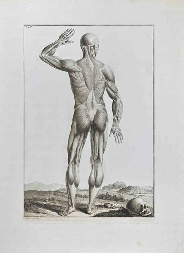 Anatomy - Plate 4 by Paolo Mascagni, 인쇄 for Sale on Singulart