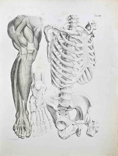 Anatomy - Plate 13 by Paolo Mascagni, 인쇄 for Sale on Singulart