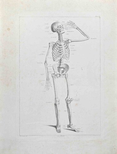 Anatomy - Plate 1 by Paolo Mascagni, 인쇄 for Sale on Singulart
