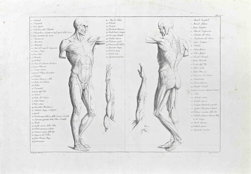 The Human Body by Paolo Mascagni, 인쇄 for Sale on Singulart