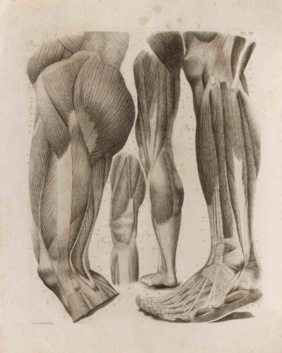 Anatomy - Plate 12 von Paolo Mascagni, Druck kaufen auf Singulart