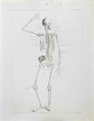 Anatomy - Plate 2 von Paolo Mascagni, Druck kaufen auf Singulart