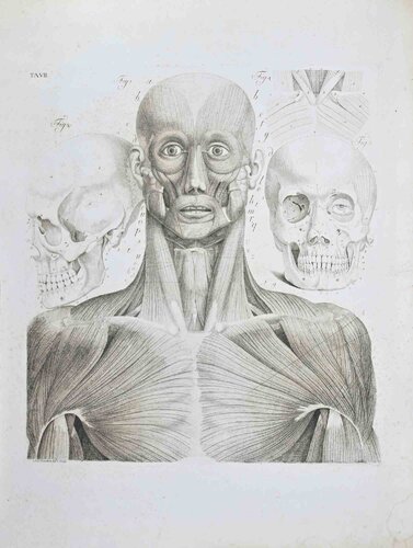 Anatomy - Plate 7 von Paolo Mascagni, Druck kaufen auf Singulart