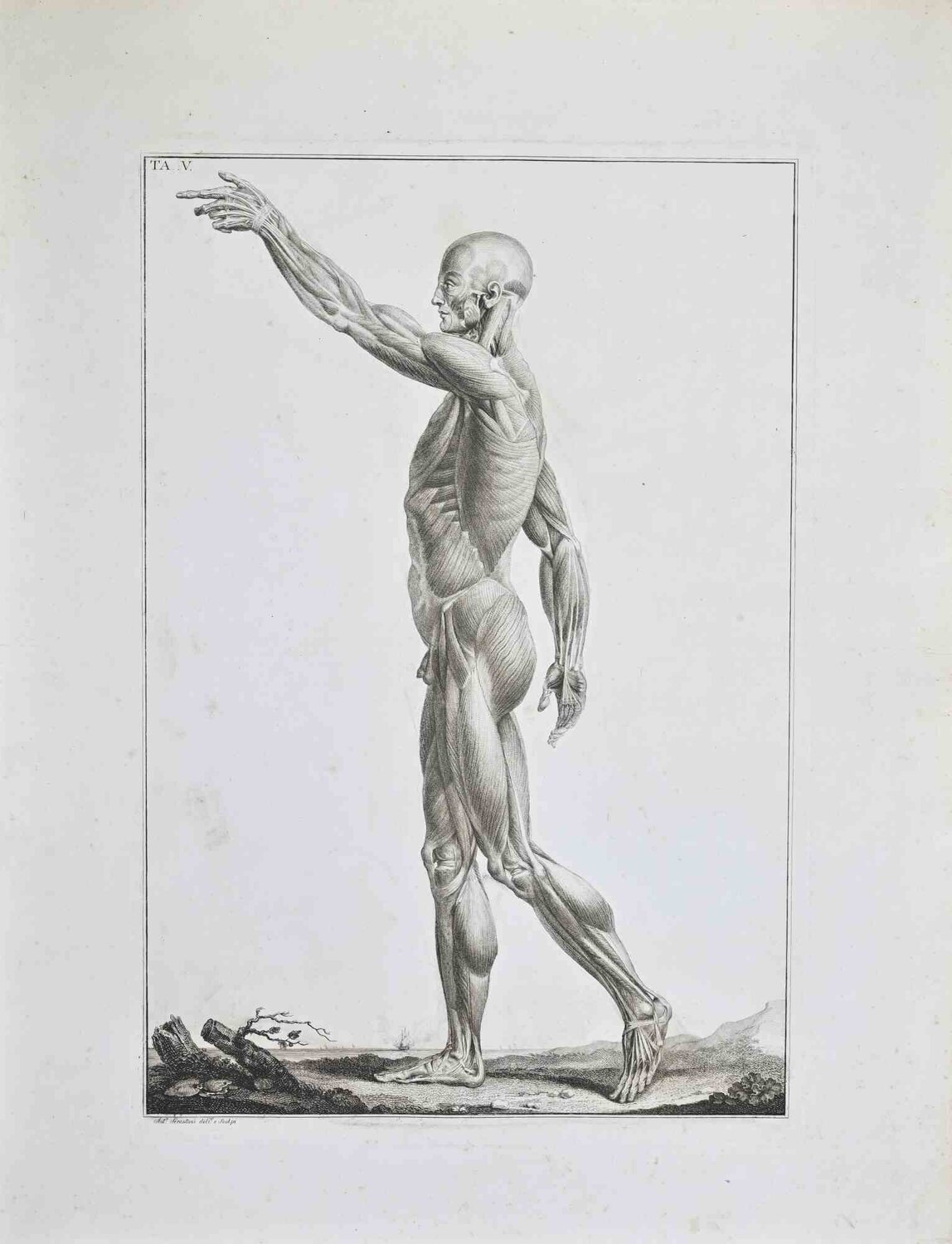 Anatomy - Plate 5 Paolo Mascagni