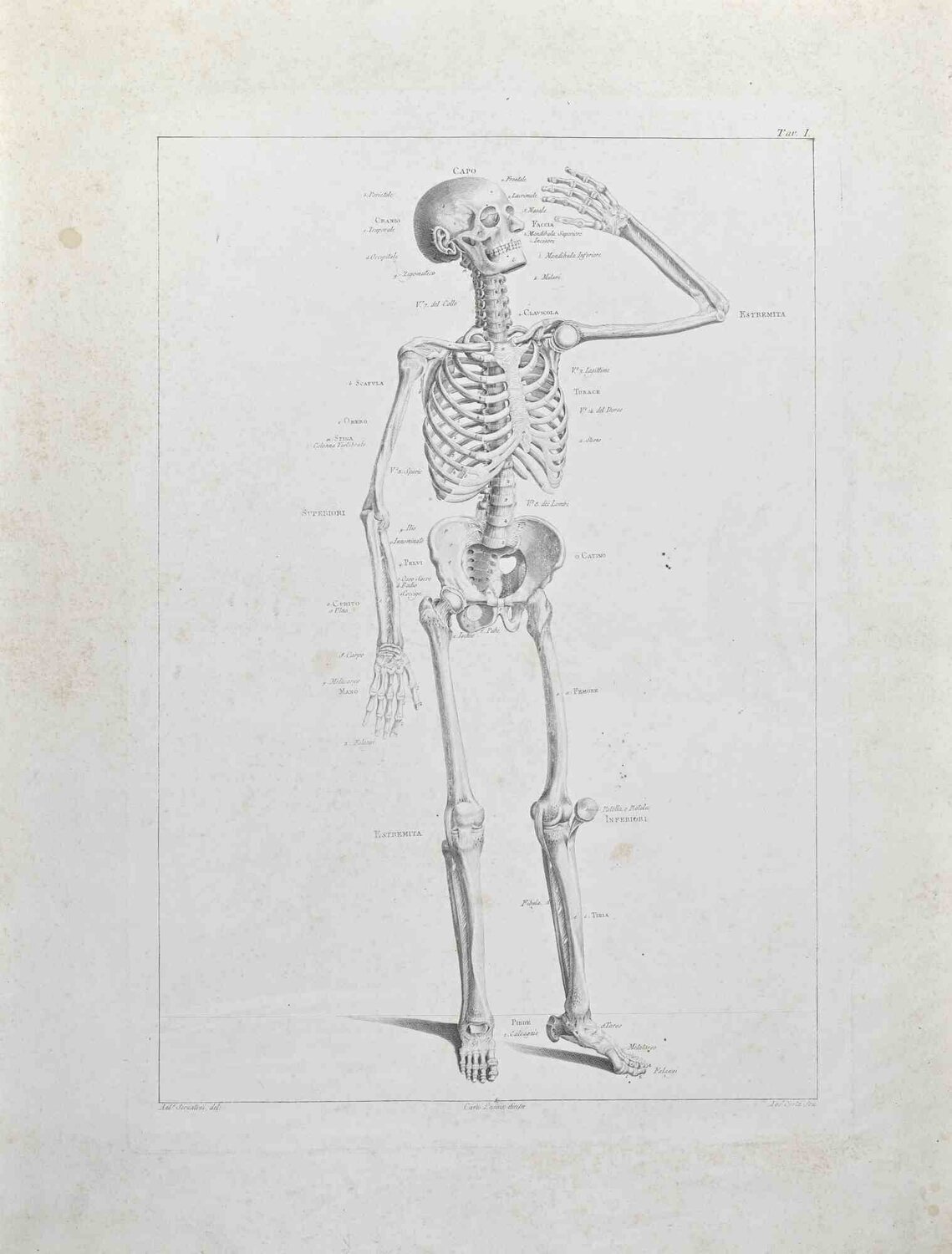 Anatomy - Plate 1 Paolo Mascagni