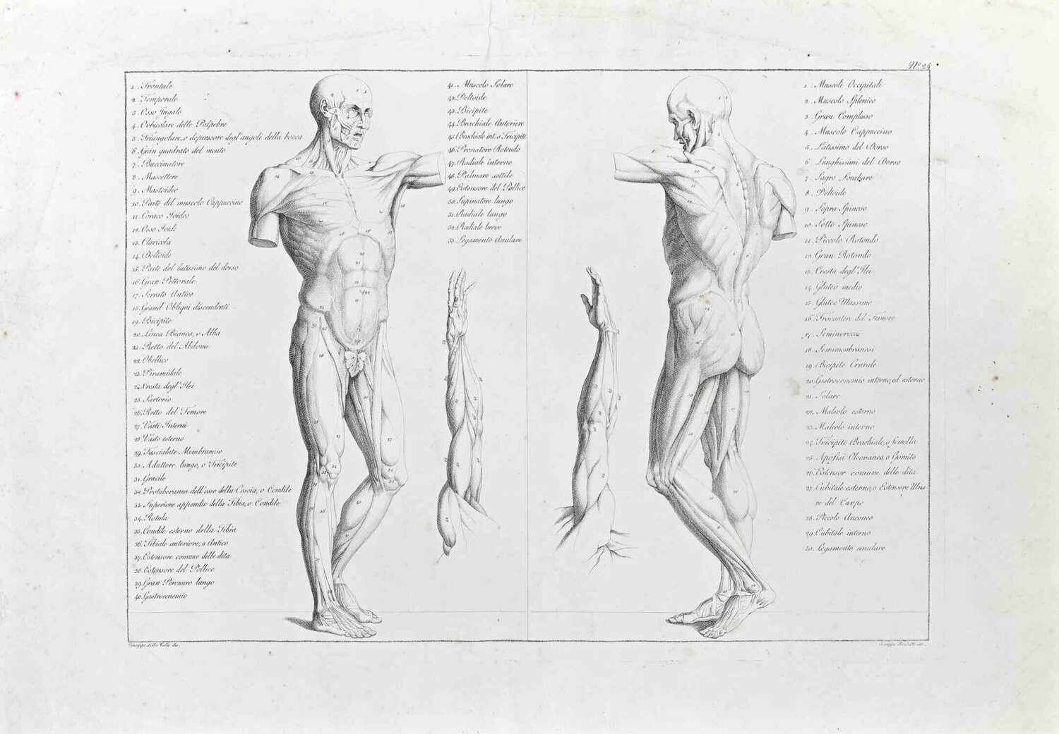 The Human Body Paolo Mascagni