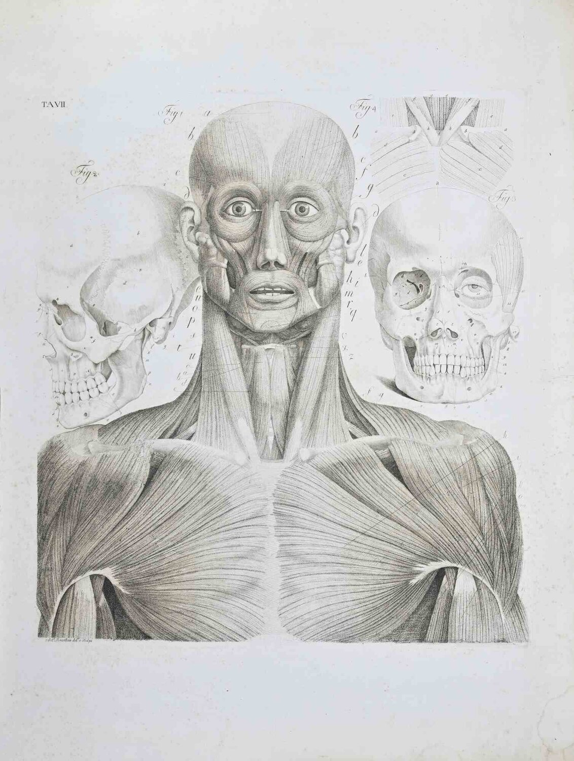 Anatomy - Plate 7 Paolo Mascagni