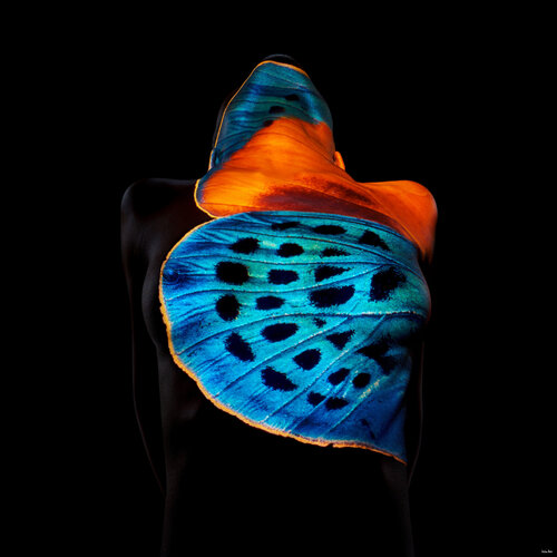 Butterfly Series - B13 by Giuliano Bekor, 写真 for Sale on Singulart